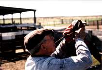 A shepherd quenching his thirst